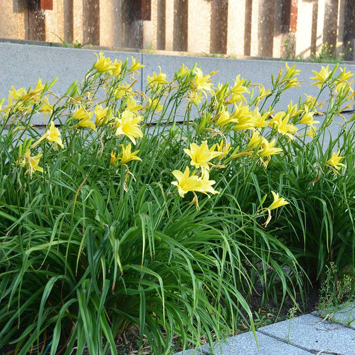 Hyperion Reblooming Daylily|Reblooming Daylily Hyperion, Hemerocallis Hyperion growing alongside pathway, photo courtesy of Walter's Garden Inc.