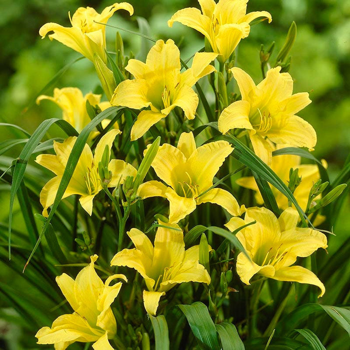 Hyperion Reblooming Daylily|Reblooming Daylily Hyperion, Hemerocallis Hyperion close up of yellow flower bloom