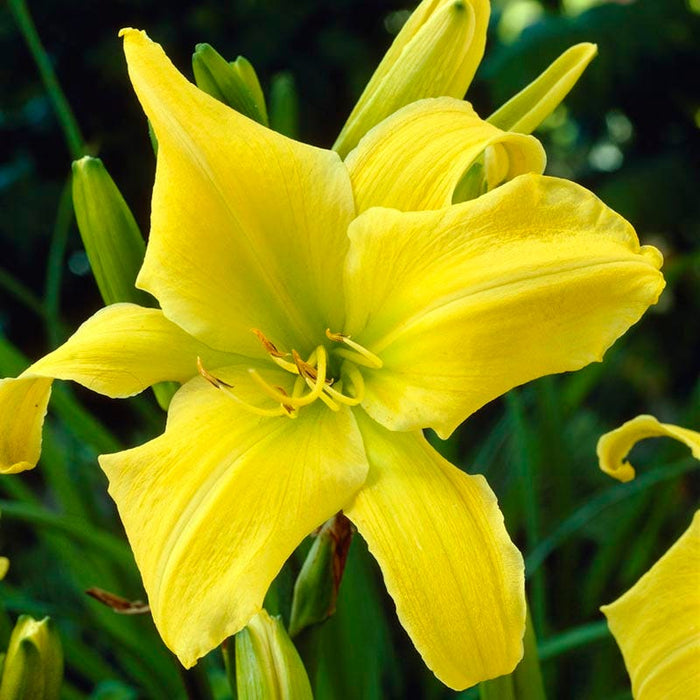 Hyperion Reblooming Daylily|Reblooming Daylily Hyperion, Hemerocallis Hyperion close up of yellow flower bloom