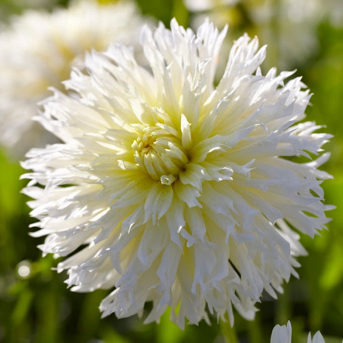 Ice Crystal Fimbriata Dahlia|Ice Crystal Fimbriata Dahlia, Dahlia Fimbriata Ice Crystal, White Blooms