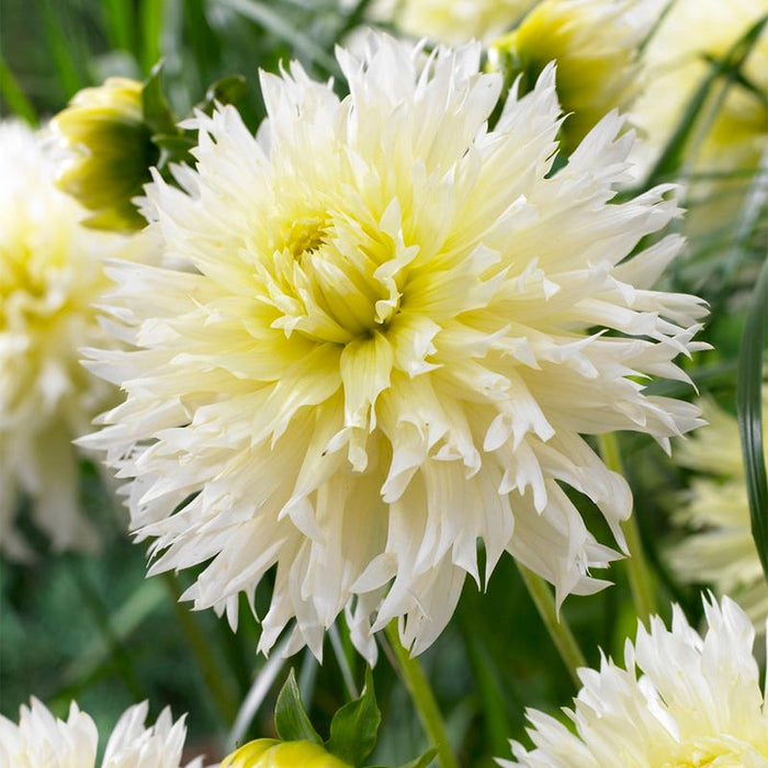 Ice Crystal Fimbriata Dahlia|Ice Crystal Fimbriata Dahlia, Dahlia Fimbriata Ice Crystal, White Blooms