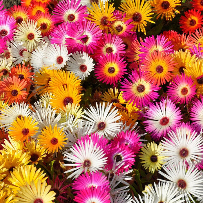 Ice Plant Seeds