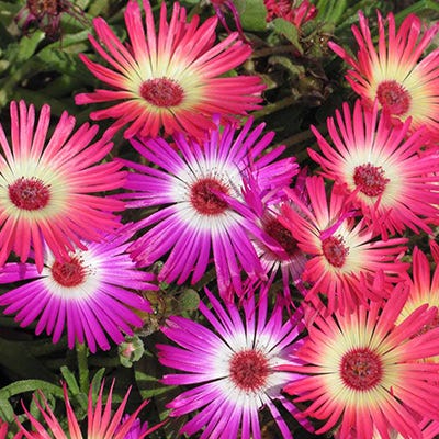 Ice Plant Seeds|Ice Plant Seeds, Dorotheanthus bellidiformis, Annual Ice Plant