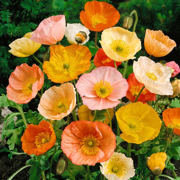 Iceland Poppy Seeds|Iceland Poppy Wildflower Seeds, Papaver nudicaule,