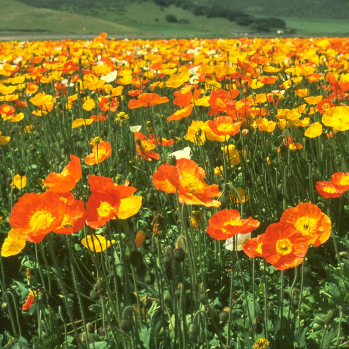 Iceland Poppy Seeds|Iceland Poppy Wildflower Seeds, Papaver nudicaule, meadow of yellow and orange ice poppy wildflowers