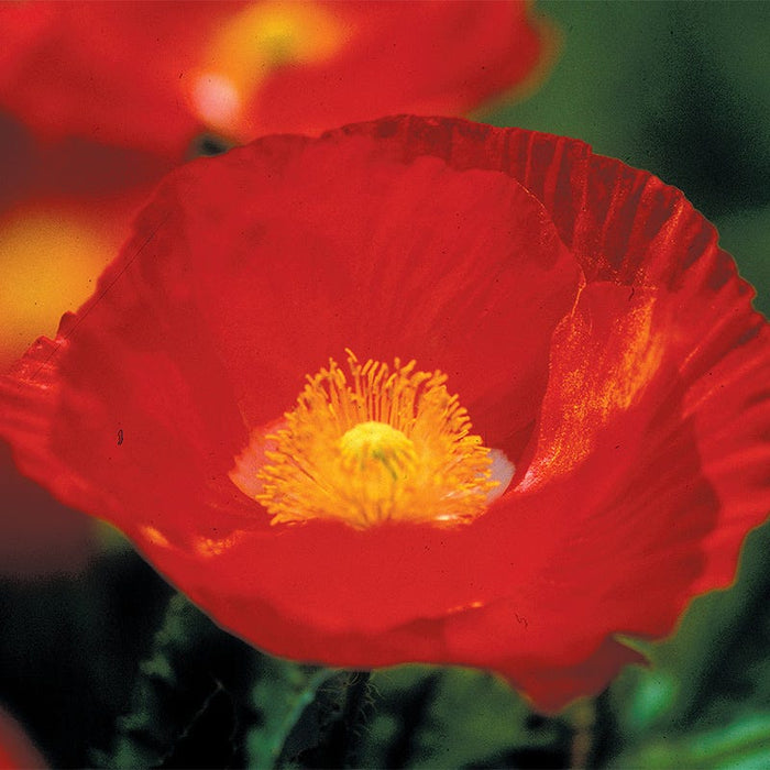 Iceland Poppy Seeds|Iceland Poppy Wildflower Seeds, Papaver nudicaule, close up of red iceland poppy