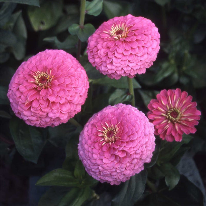 Illumination Zinnia Seeds|Pink Zinnia Seeds Illumination, Zinnia elegans