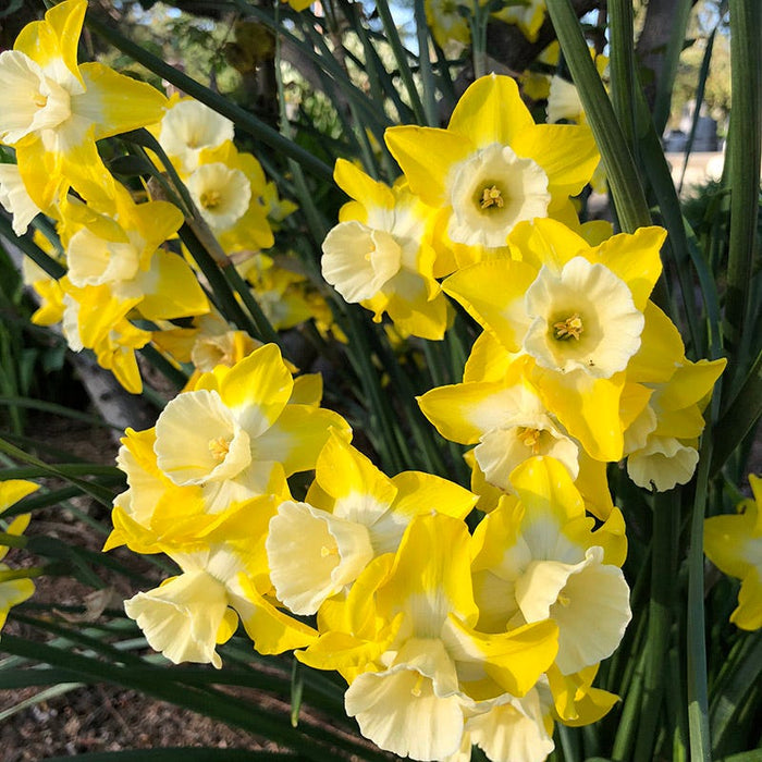 Intrigue Jonquilla Daffodil|Intrigue Daffodils, Narcissus ‘Intrigue’, yellow blooms