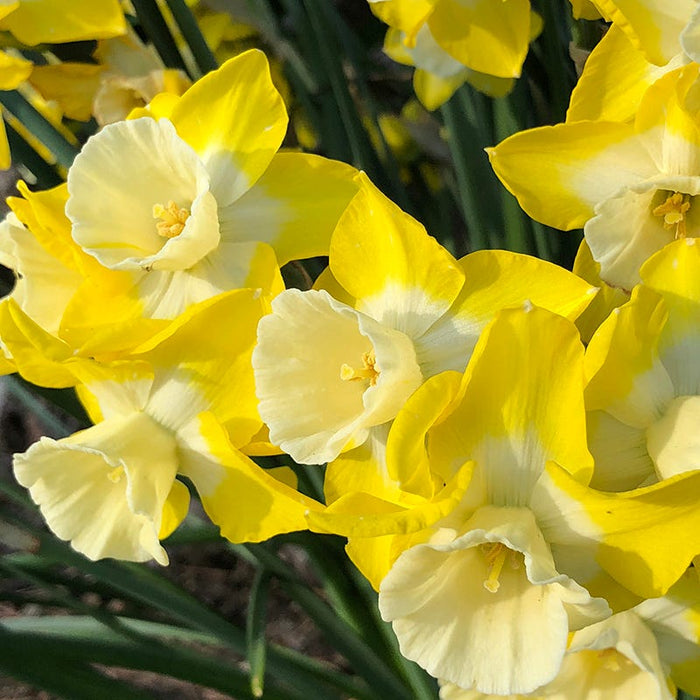 Intrigue Jonquilla Daffodil|Intrigue Daffodils, Narcissus ‘Intrigue’, yellow blooms close up