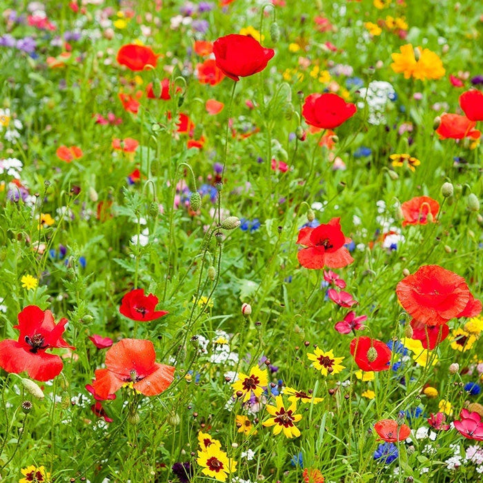 Iowa Select Wildflower Seed Mix