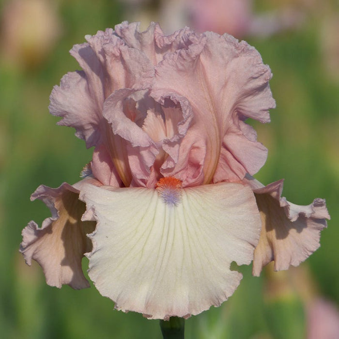 Island Blush Bearded Iris|Island Blush Bearded Iris