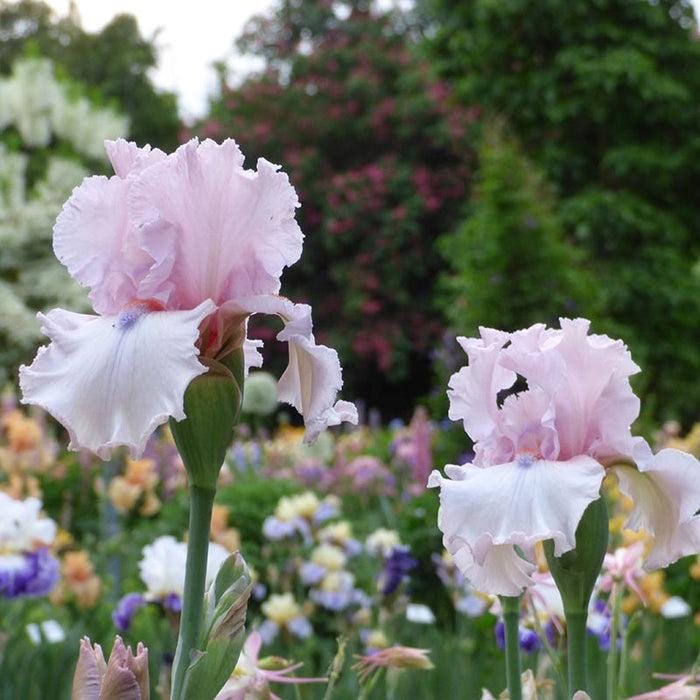 Island Blush Bearded Iris|Island Blush Bearded Iris