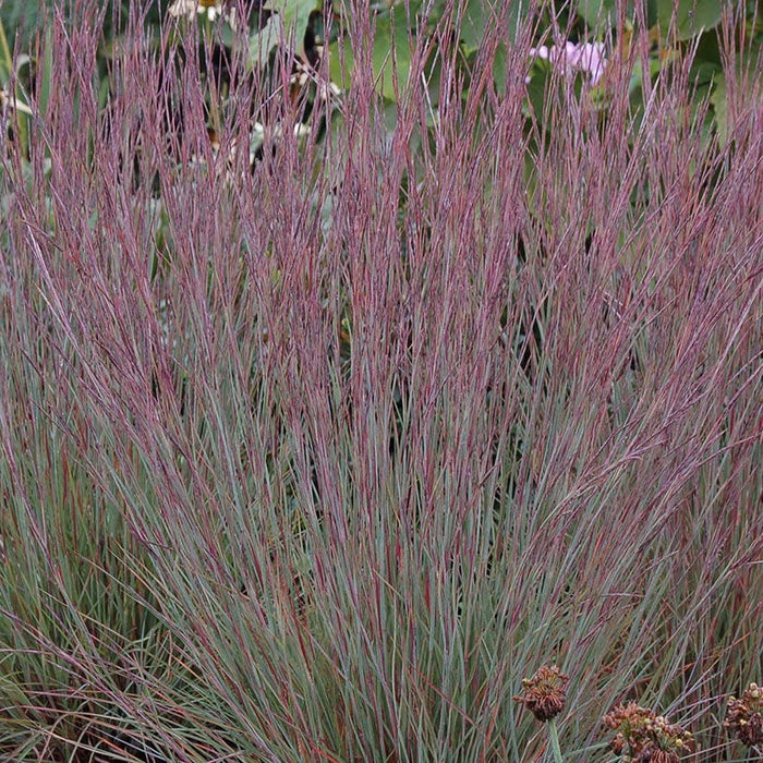 Jazz Little Bluestem Grass|Jazz Little Bluestem Grass, Schizachyrium scoparium 'Jazz' Image Credit: Intrinsic Perennial Gardens