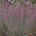 Jazz Little Bluestem Grass|Jazz Little Bluestem Grass, Schizachyrium scoparium 'Jazz' Image Credit: Intrinsic Perennial Gardens