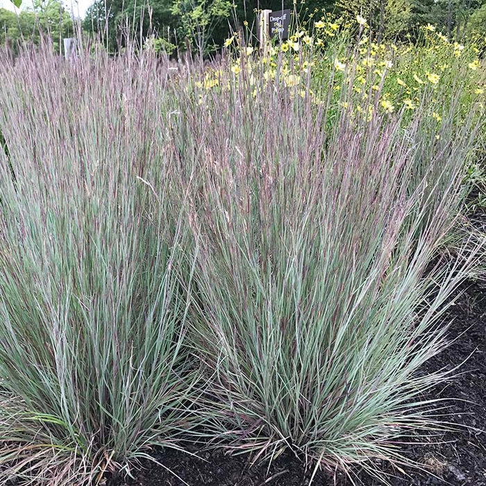 Jazz Little Bluestem Grass|Jazz Little Bluestem Grass, Schizachyrium scoparium 'Jazz' Image Credit: Intrinsic Perennial Gardens