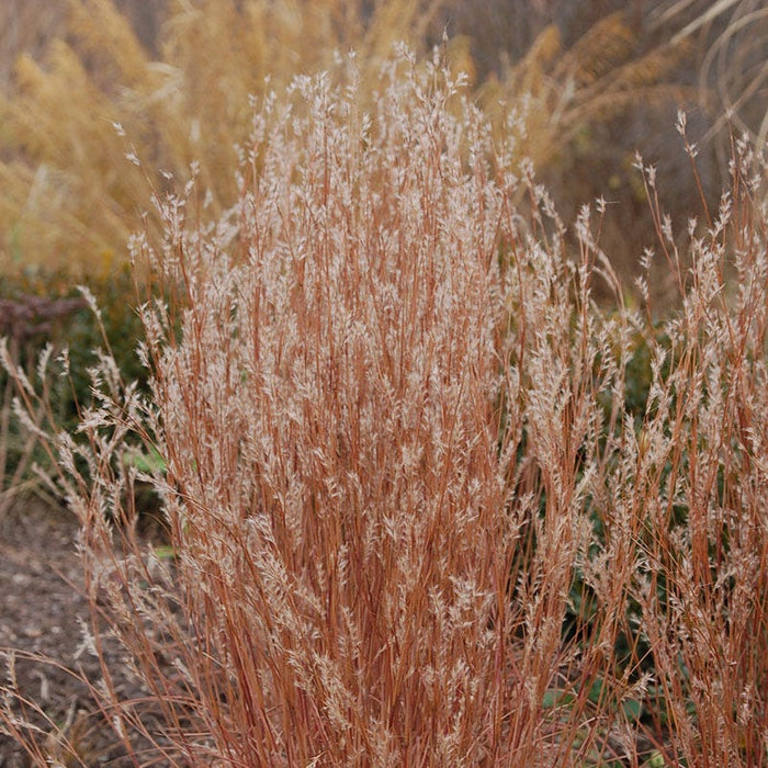 Jazz Little Bluestem Grass|Jazz Little Bluestem Grass, Schizachyrium scoparium 'Jazz' Image Credit: Intrinsic Perennial Gardens