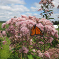 Joe Pye Weed Seeds|Pink Joe Pye Weed Seeds, Eupatorium fistulosum, Joe Pye Weed