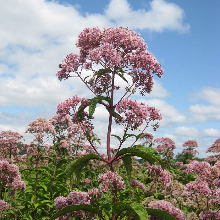 Joe Pye Weed Seeds|Pink Joe Pye Weed Seeds, Eupatorium fistulosum, Joe Pye Weed