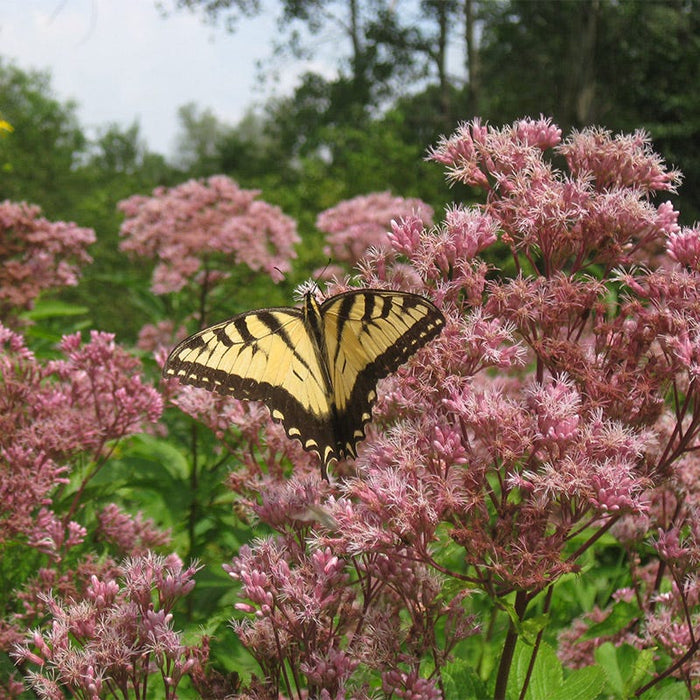 Joe Pye Weed Seeds|Pink Joe Pye Weed Seeds, Eupatorium fistulosum, Joe Pye Weed