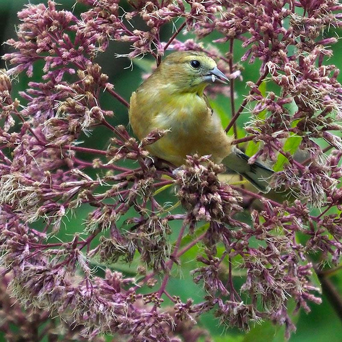Joe Pye Weed Seeds|Pink Joe Pye Weed Seeds, Eupatorium fistulosum, Joe Pye Weed
