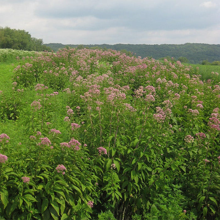 Joe Pye Weed Seeds|Pink Joe Pye Weed Seeds, Eupatorium fistulosum, Joe Pye Weed