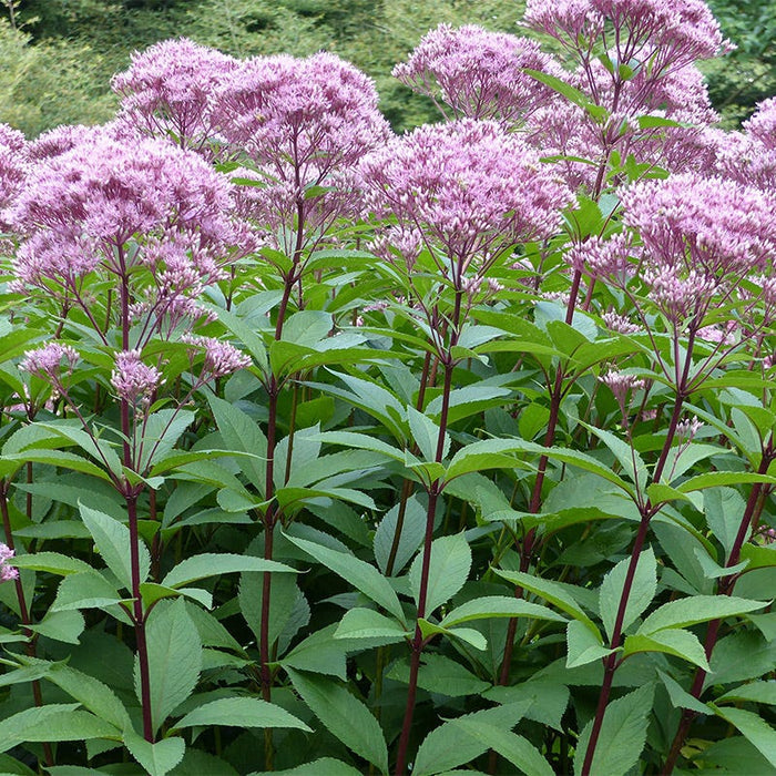 Joe Pye Weed Seeds|Pink Joe Pye Weed Seeds, Eupatorium fistulosum, Joe Pye Weed