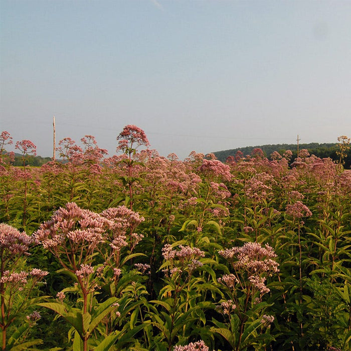 Joe Pye Weed Seeds|Pink Joe Pye Weed Seeds, Eupatorium fistulosum, Joe Pye Weed
