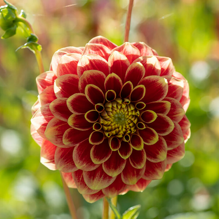 Jowey Hubert Ball Dahlia