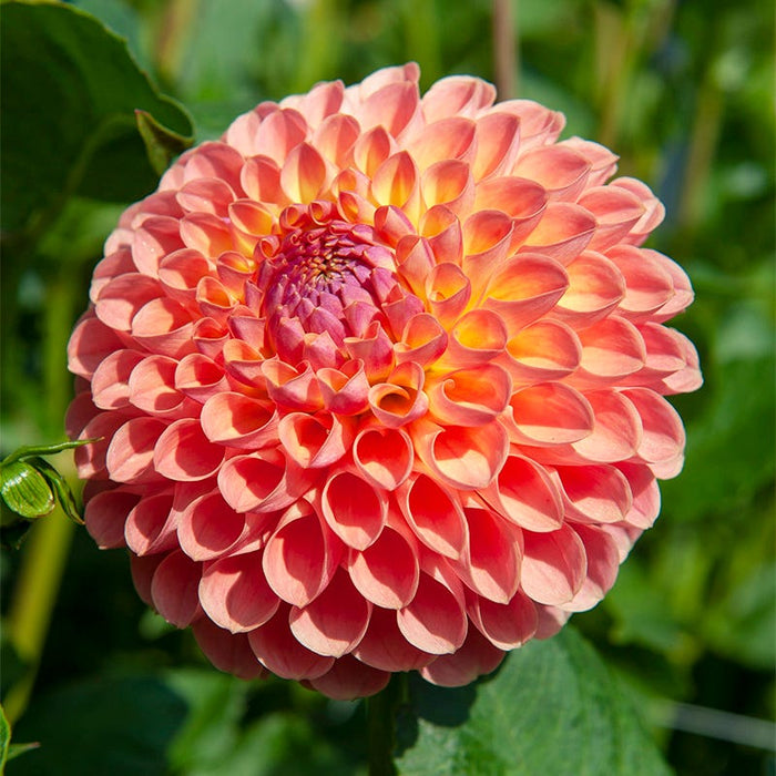 Jowey Nicky Ball Dahlia|Peach Pink Jowey Nicky Ball Dahlia, Close up of pastel flowers