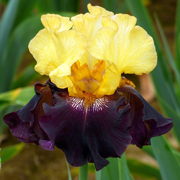 Juggernaut Bearded Iris|Juggernaut Bearded Iris