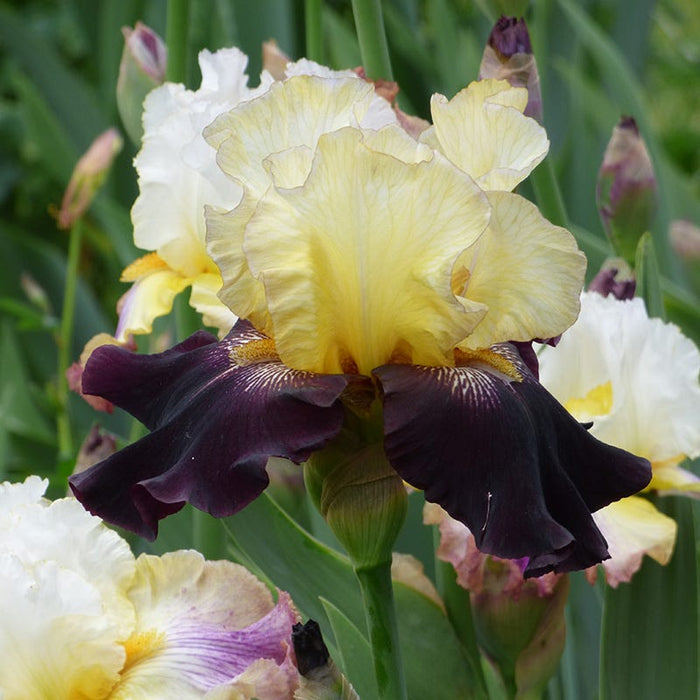 Juggernaut Bearded Iris|Juggernaut Bearded Iris