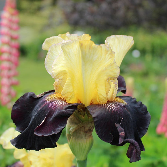 Juggernaut Bearded Iris|Juggernaut Bearded Iris