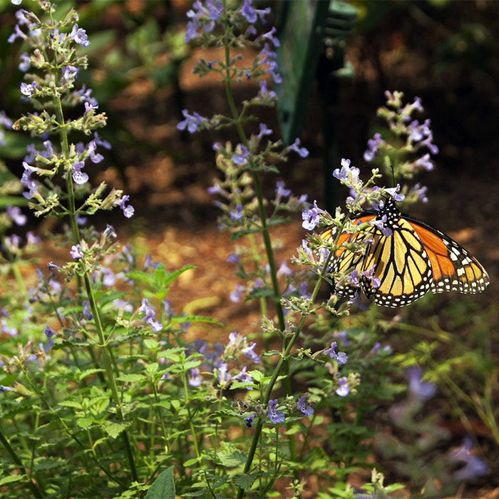 Junior Walker Nepeta|Junior Walker Nepeta with Monarch Butterfly, Photo Courtesy of SLPruden