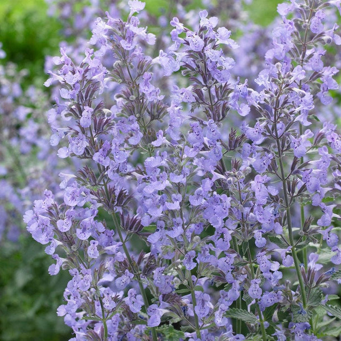 Junior Walker Nepeta|Nepeta Junior Walker, Catmint close up flowers