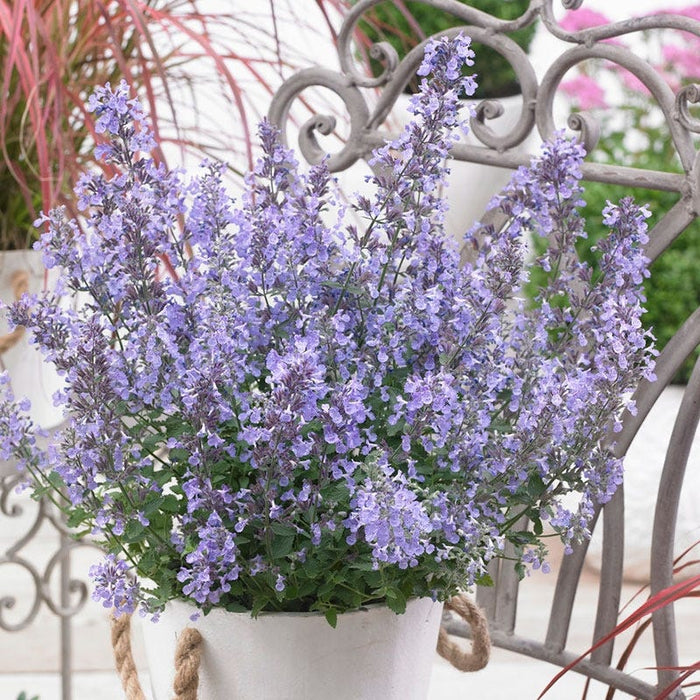 Junior Walker Nepeta|Nepeta Junior Walker, Catmint in a container