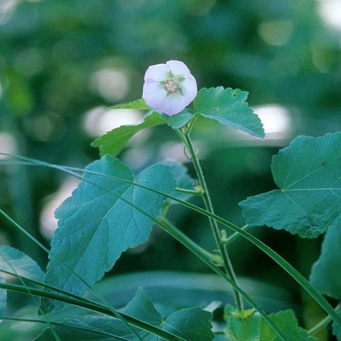 Kankakee Mallow Seeds|Kankakee Mallow Seeds, Iliamna remota