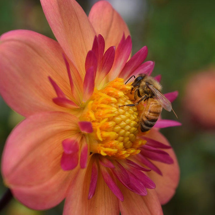 Kelsey Annie Joy Collarette Dahlia|Kelsey Annie Joy Collarette Dahlia flower with pollinator