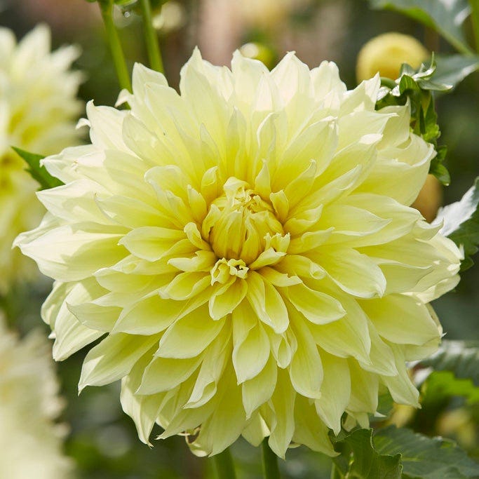 Kelvin Floodlight Dinner Plate Dahlia|Kelvin Floodlight Dinner Plate Dahlia, Dinner Plate Dahlia Kelvin Floodlight close up of flower bloom