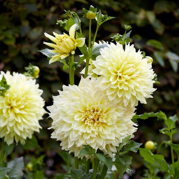Kelvin Floodlight Dinner Plate Dahlia|Kelvin Floodlight Dinner Plate Dahlia, Dinner Plate Dahlia Kelvin Floodlight growing in the garden