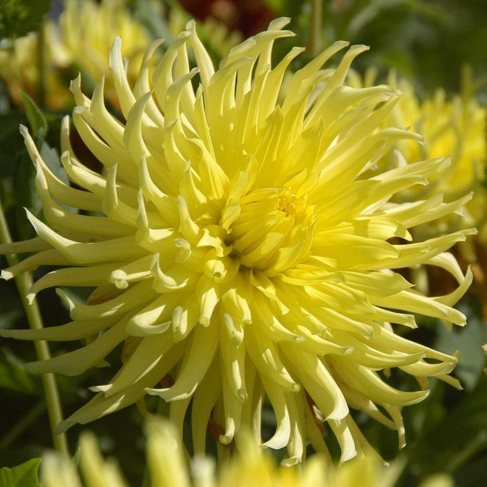 Kennemerland Semi Cactus Dahlia|Kennemerland Semi Cactus Dahlia, Semi Cactus Dahlia Kennemerland