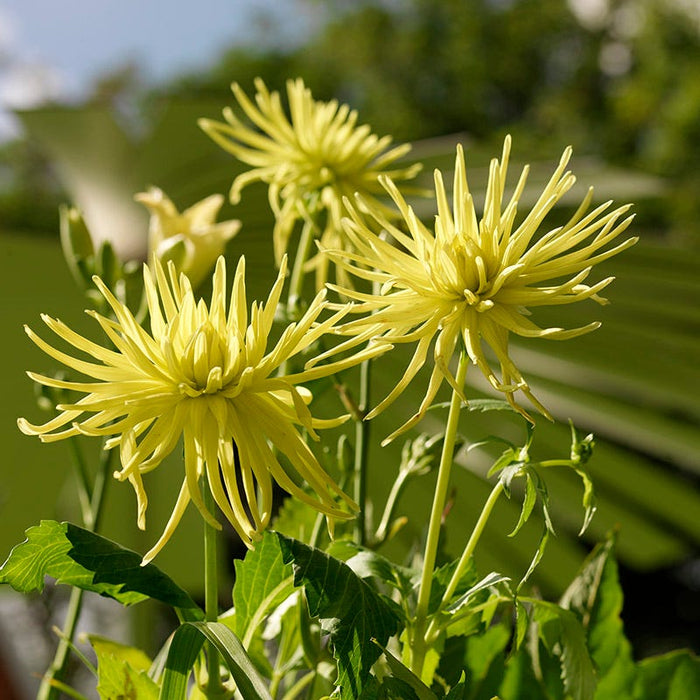 Kennemerland Semi Cactus Dahlia|Kennemerland Semi Cactus Dahlia, Semi Cactus Dahlia Kennemerland