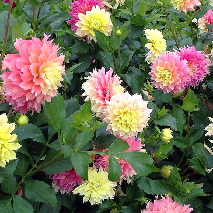 Kogana Fubuki Decorative Dahlia|Kogana Fubuki Semi Dinner Plate Dahlia with layered blooms of pink, peach, and yellow
