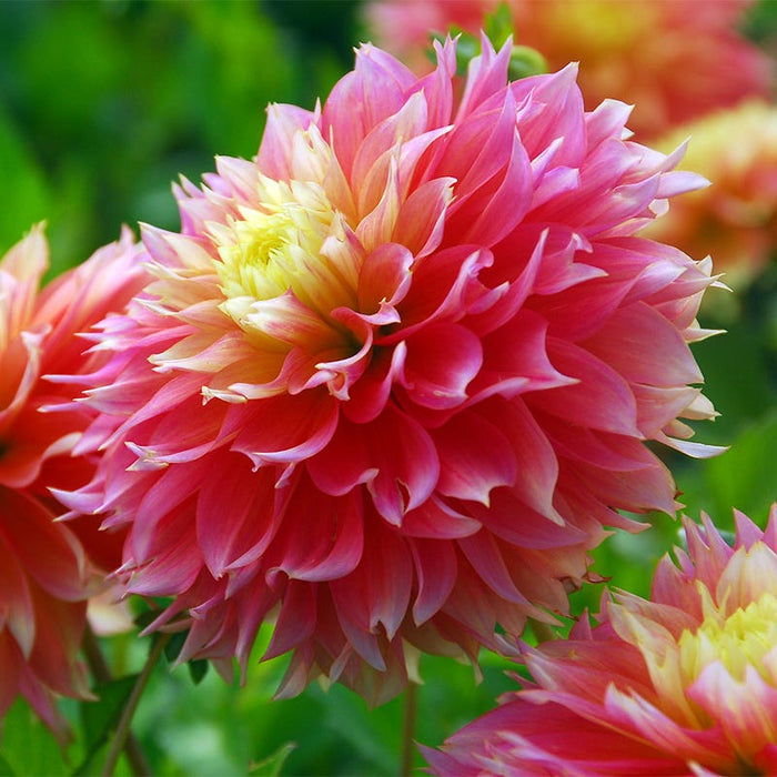 Kogana Fubuki Decorative Dahlia|Kogana Fubuki Semi Dinner Plate Dahlia close up flower