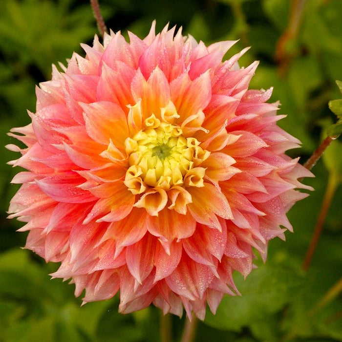 Kogana Fubuki Decorative Dahlia|Kogana Fubuki Semi Dinner Plate Dahlia close up flower