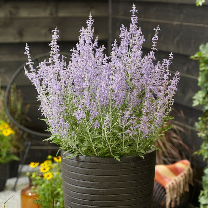 Lacey Blue Russian Sage|Purple Russian Sage Lacey Blue, Perovskia atriplicifolia, Dwarf Russian Sage