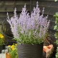 Lacey Blue Russian Sage|Purple Russian Sage Lacey Blue, Perovskia atriplicifolia, Dwarf Russian Sage