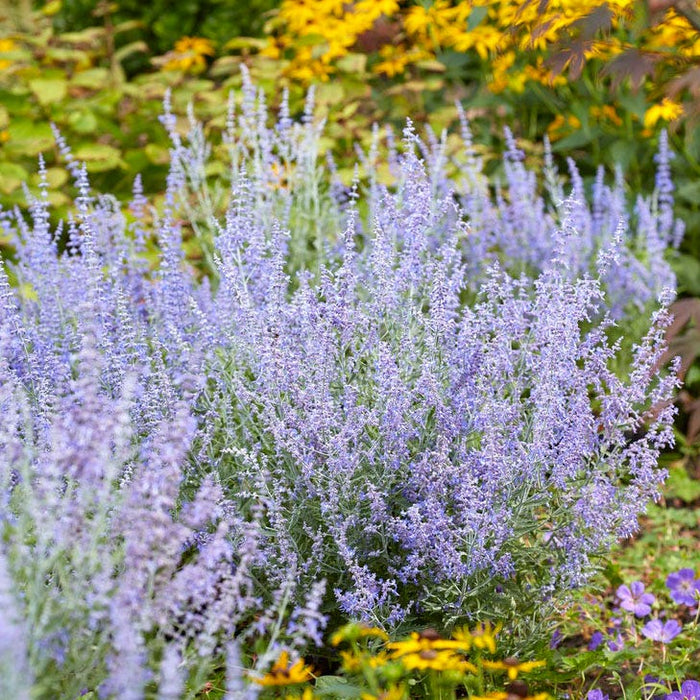 Lacey Blue Russian Sage|Purple Russian Sage Lacey Blue, Perovskia atriplicifolia, Dwarf Russian Sage