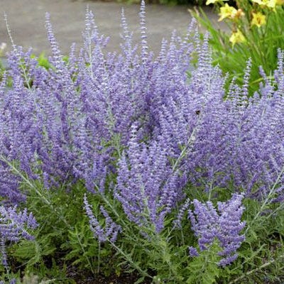 Lacey Blue Russian Sage|Purple Russian Sage Lacey Blue, Perovskia atriplicifolia, Dwarf Russian Sage