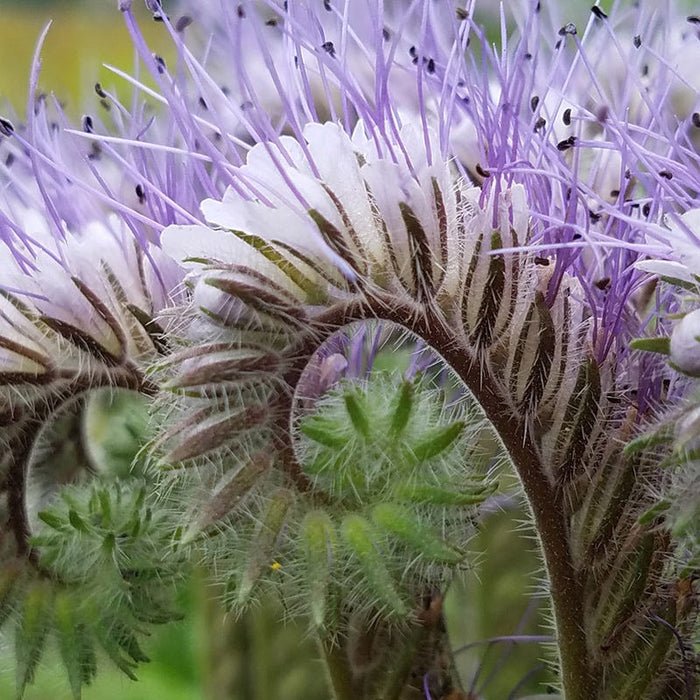 Lacy Phacelia Seeds|Purple Lacy Phacelia Seeds, Phacelia tanacetifolia, Photo Credit Heidi Erickson