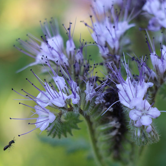 Lacy Phacelia Seeds|Purple Lacy Phacelia Seeds, Phacelia tanacetifolia